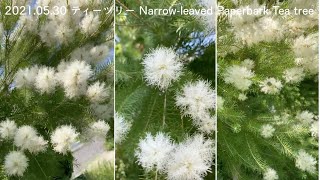 2021.05.30 ティーツリー Narrow-leaved Paperbark Tea tree