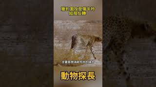 獵豹圍攻受傷牛羚，拼死後反抗結局反轉 #動物世界#獵豹 #牛羚