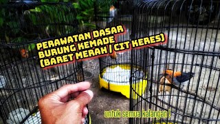 Perawatan  Dasar Burung CABE #KEMADE / Baret Merah / CIT KERES agar Rajin Berbunyi