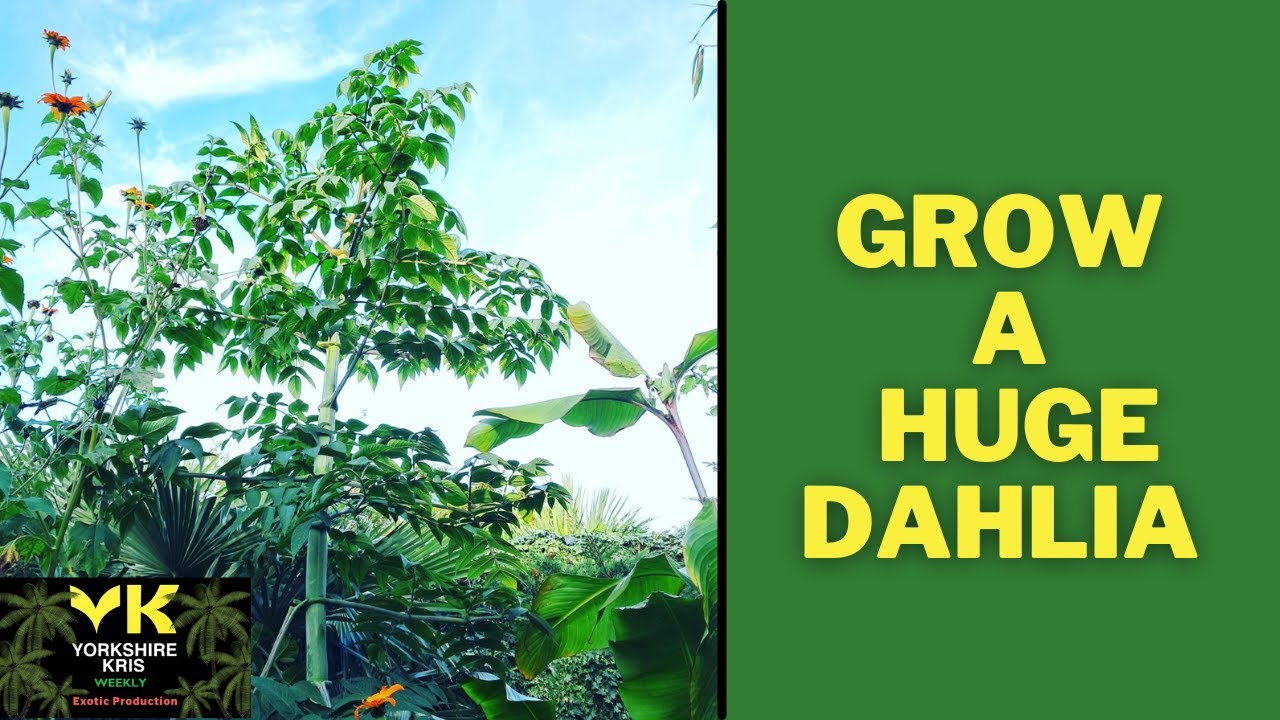 Tree Dahlia Growing Guide Youtube