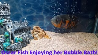 Oscar Fish Having Fun | Oscar Fish Behavior | Play Time 😀