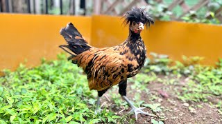 Setting up the environment for rearing chickens outdoors