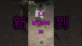 愿天下少点流浪猫#萌寵出道計劃 #萌宠 #猫咪 #搞笑 #流浪貓 #流浪动物