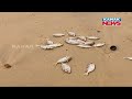 scores of dead fish washed ashore at puri beach