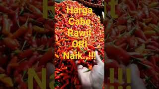 NAIK..!!!  HARGA CABE RAWIT MERAH ORI HARI INI DI PASAR#SHORTS