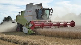 Claas Tucano 570 im Staub - Triticale dreschen mit LU Haberl