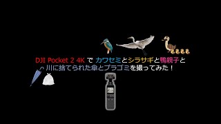 梅雨空で候【DJI Pocket 2で4K撮影してみた！Vol.15】😊東京・武蔵関公園・石神井川ビオトープ・東伏見公園10kmウォーク＆ラン映像記録😊2022年6月18日（土）快晴・気温26℃