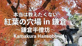 【鎌倉さんぽ】超穴場の鎌倉の紅葉。半僧坊の天狗様と紅葉と。