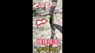 杏樹（果樹）夏季木質芽接技術分享，50天后嫁接成活了 Sharing of woody bud grafting technology for apricot trees (fruit trees)