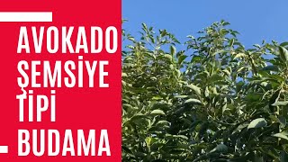 Avokado Şemsiye Tipi Budama - 6 Yaşında Avokado Nasıl Budanır?