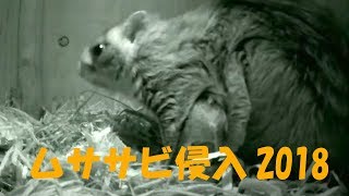 フクロウ巣箱を訪れたムササビ　2018年3月15日