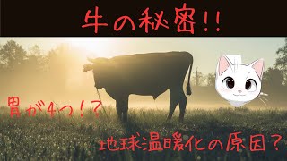 牛の秘密　【メタンガスは地球温暖化の原因】