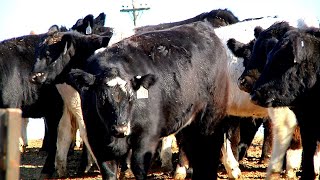 Heifer Development