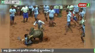 துள்ளிவரும் காளைகளுக்கு புகழ்பெற்ற பாலமேடு | Palamedu Jallikattu