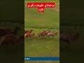 طبیعت زیبای بدخشان ملی سپورت