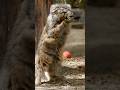 Pallas’s cat blisses out #pallascat #manul #cat