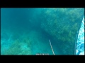 石鯛記録更新　５６ｃｍ　関西お魚突き４５　spearfishing polespear