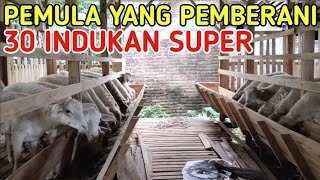 PEMULA YANG BERANI LANGSUNG 30 INDUKAN SUPER