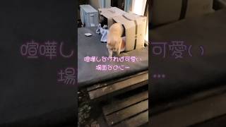 【猫】茶トラのサスケとハチワレ猫のハチ君による威嚇合戦の仲裁🐾【癒し】#shorts