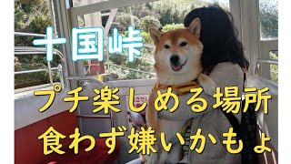 柴犬とお出かけ♪近くで知らなかったこんなに良い所！十国峠へ行ってきました!(^^)!