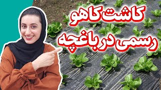 کاشت کاهو در باغچه با نکاتی از جنس تجربه | کاهو رسمی | سبزیجات | زراعة الخس | Growing Lettuce