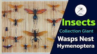 Insect collection giant Wasps, Nest, Hymenoptera