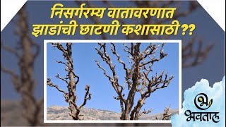 निसर्गरम्य वातावरणात झाडांची छाटणी कशासाठी | Why Forest Cutting