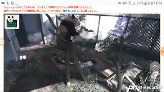 20190117木から落ちる