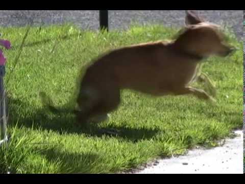 Dog vs Mousetrap - How To Keep The Neighbors Dog Out Of Your Yard Dog vs Mousetrap - How To Keep The Neighbors Dog Out Of Your Yard