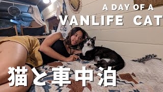 【猫と車中泊】DIYキャンピングカーに住む猫の1日。愛知の道の駅でまったり。