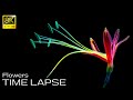 Flowers Bloom in 8K Ultra HD • Time Lapse | Black Demo (TV)