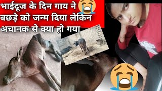 गाय के बछड़े को अचानक क्या हो गया 😭😭😭😭//what happened to the cow's calf suddenly//kalpana verma vlog