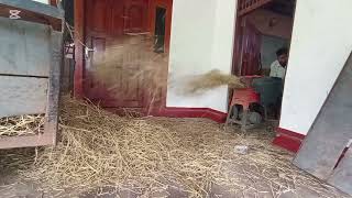 ගවයින් සඳහා පිදුරු කැබලි කිරීම || Cutting Hay || 2025.01.13