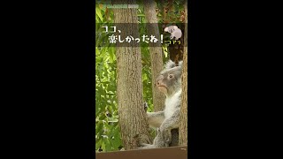 【東山動植物園公式】ココ楽しかったね！《 コアラ 》