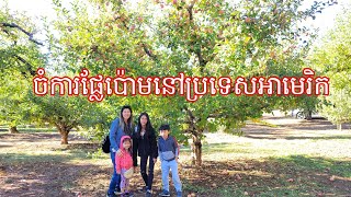 Apple Farm in USA ចំការប៉ោមនៅប្រទេសអាមេរិក