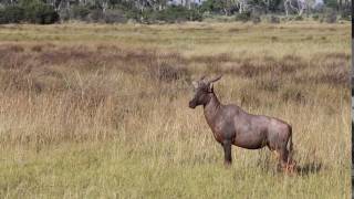 Tsessebe alarming at a leopard, Chitabe, Okavango Delta