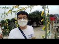 shun sum yuen farm│sunflower farm │yuenlong hongkong│how to get to there