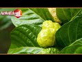 45 beneficios de las hojas de noni