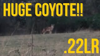 {HUGE} Coyote hunting with a .22 LR