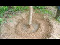 3 type of powerful fertilizer for fast fruiting mango plants