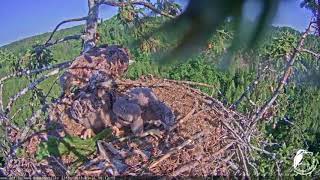 White-tailed eagle webcam 1 in Latvia ~ learning to fight 5.31.18