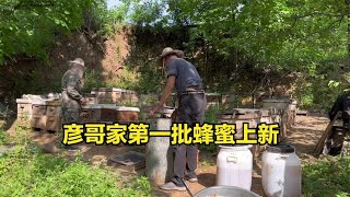 彦哥家2023年第一批蜂蜜下来了，自家蜂蜜纯正无添加