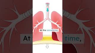 Why Do We Have Lungs ?💨