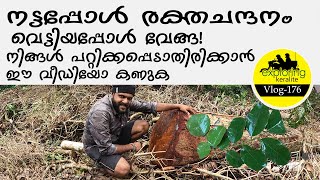 Identify Red Sandalwood Tree #Sandal #plant #identification