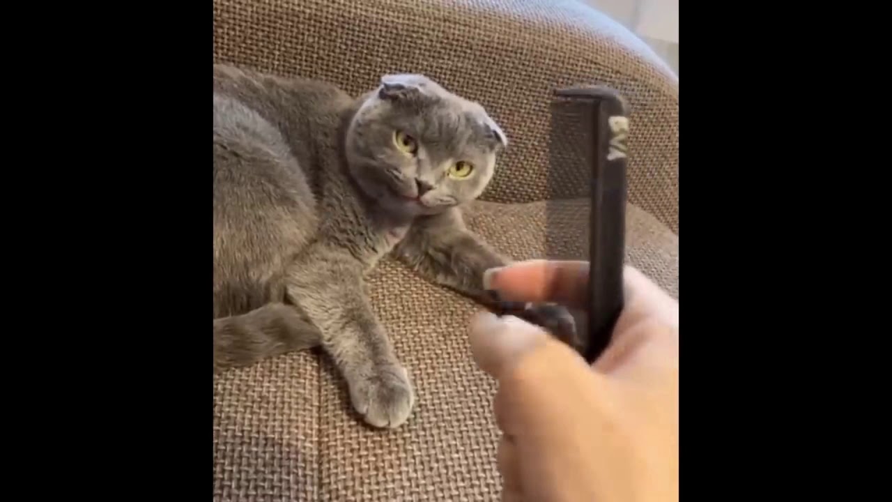 Cat Funniest Moment Youtube