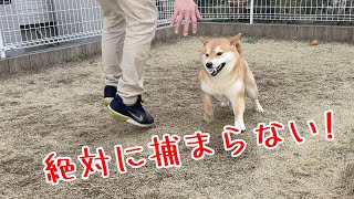 突破力の高い柴犬ふぅちゃん