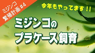 【ミジンコ繁殖計画#4】タマミジンコのプラケース飼育