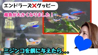 【成長記録】大きくなった稚魚たち！ミジンコ餌は正解だった？！繁殖