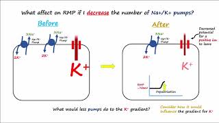 Electrophysiology Part 2 - Affecting the Resting Membrane Potential