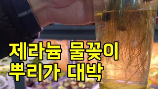 제라늄 물꽂이로 내린 풍성한 뿌리